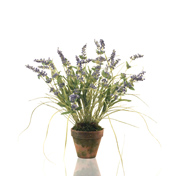 Light Lavendar